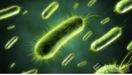 باكتيريا اللاكتوباسيلوس