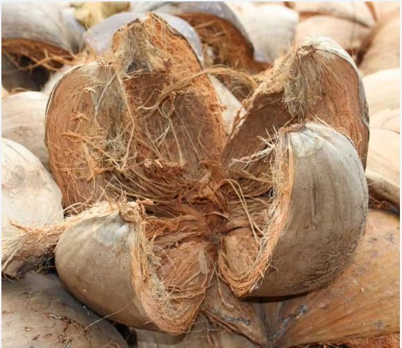 سجاد الياف جوز الهند