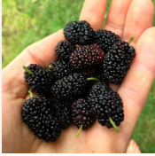 عصير توت بالاناناس