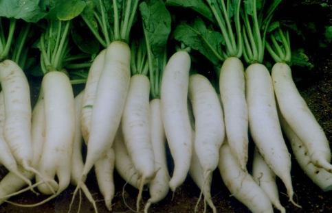 تجفيف الفجل