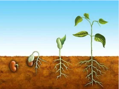 محفزات نمو طبيعية