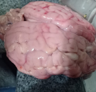 سندوتشات شرائح اللسان او المخ البانيه