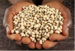 لوبيا بلبن جوز الهند