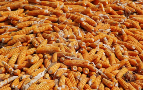 زراعة المشروم باستخدام قوالح الذرة