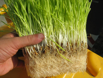 الشعير المستنبت