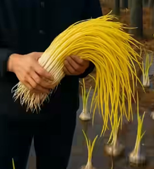 زراعة الثوم المستنبت الاصفر